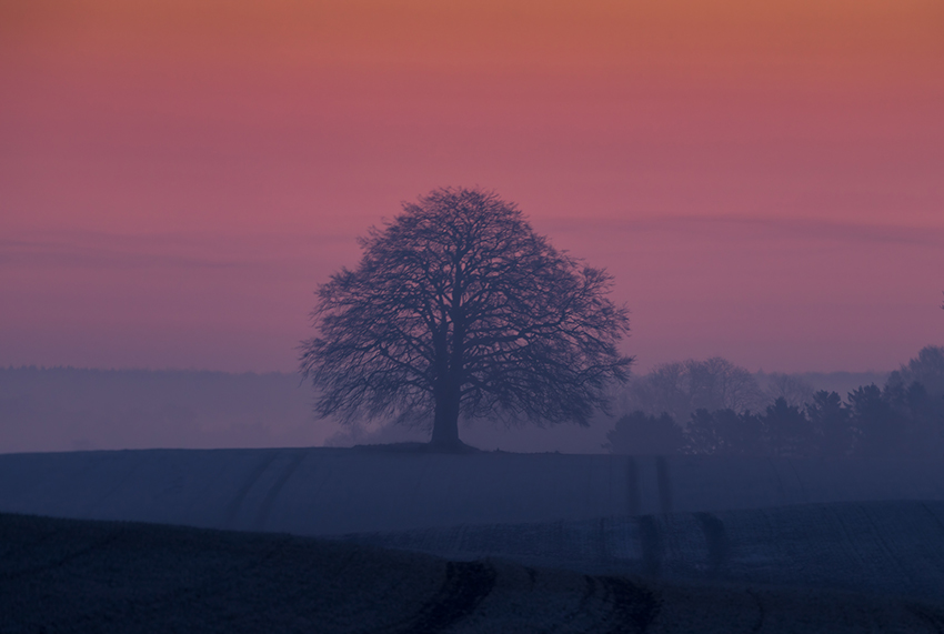 Fotograf: Frits Svendsen Titel: Lonely tree 