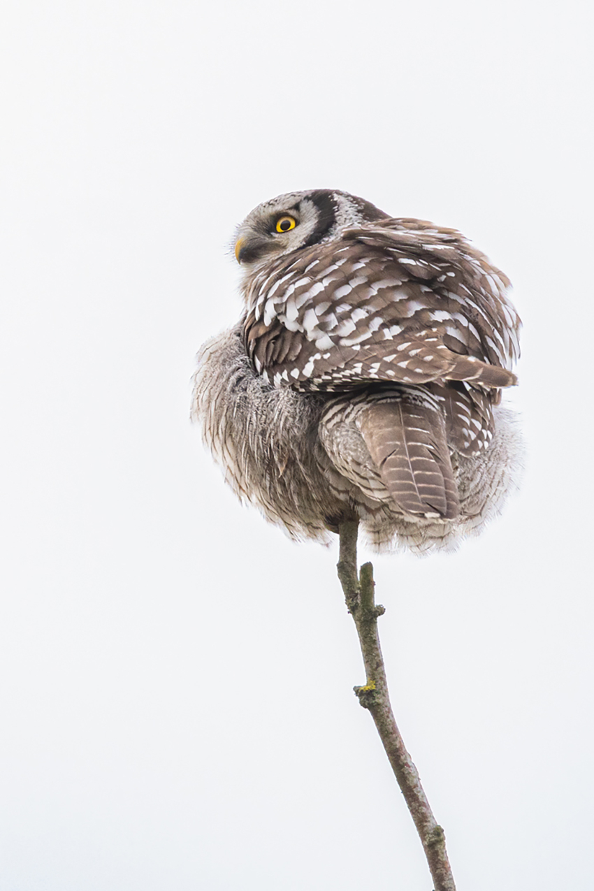 F8309 Gilboa Levi Northern Hawk Owl