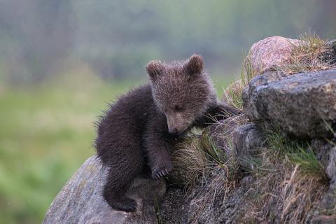 European Brown Bear Cub.jpg